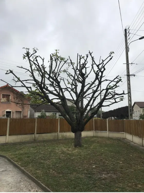 Coupe propre et cicatrisée