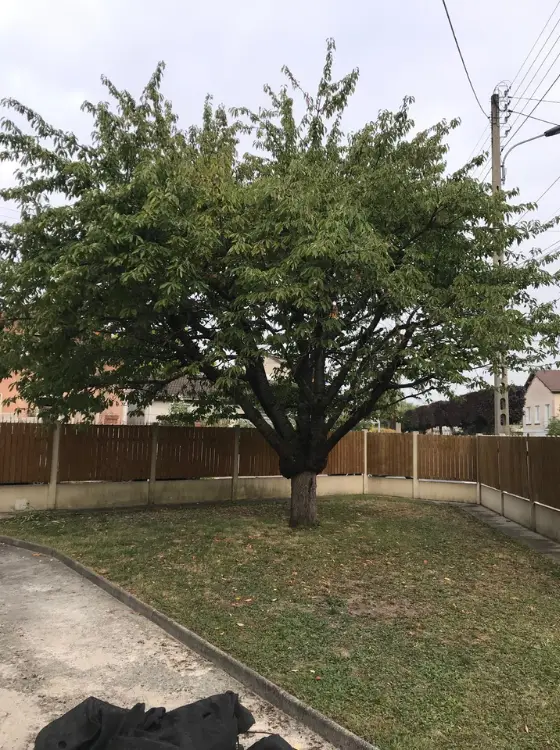 Arbre entretenu en taille douce