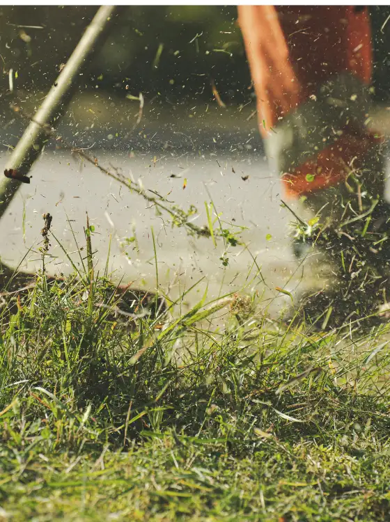 Jardin nettoyé et débroussaillé