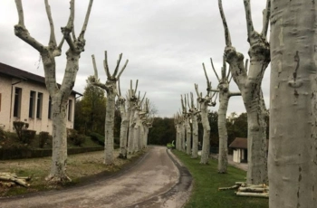 Équipe Monot Elagage