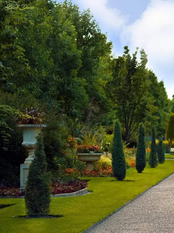 Plantation soignée d'un arbre