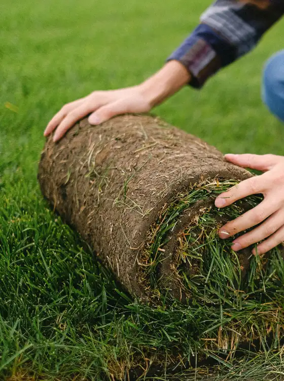 Pose de gazon de plaquage haute qualité