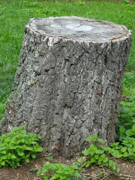 Rognage de souche en cours