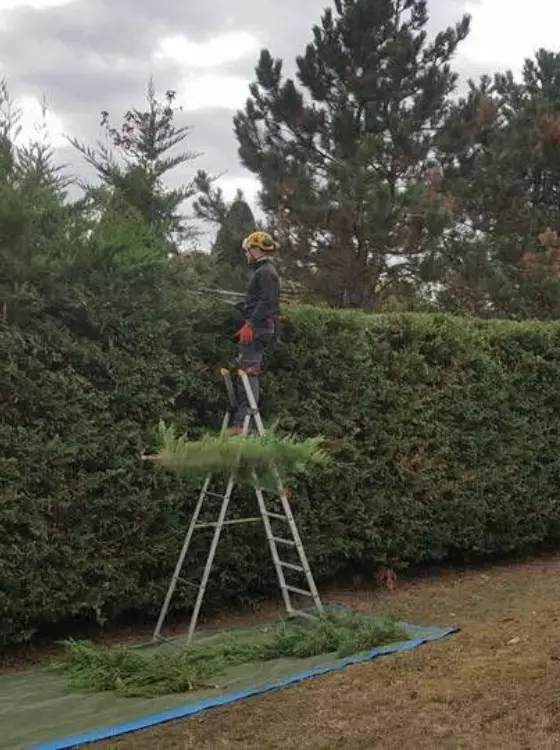 Jardin propre après taille
